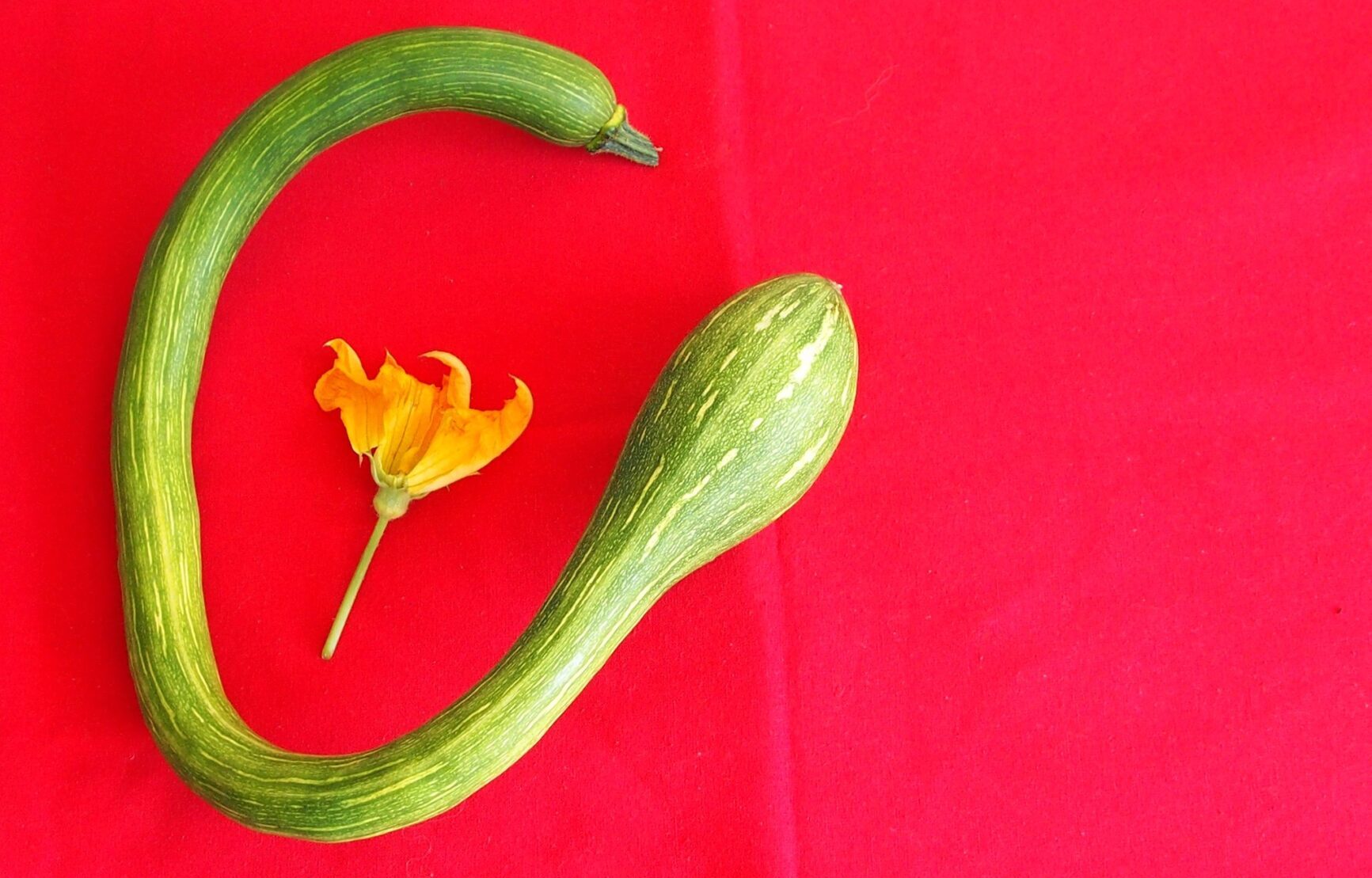 La giornata dell’ambiente e la Costituzione