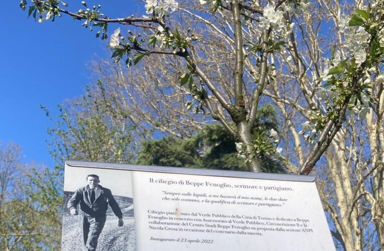 Il ciliegio di Beppe Fenoglio è fiorito